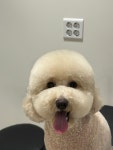 그루밍댕댕