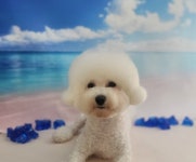 몽실묭실