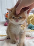일산고양이 라라캣츠