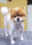 더펫살롱