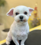 송단이네 반려견미용실