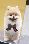 더펫살롱