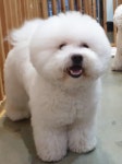 더 도도하개