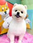 슬기로운 집사생활