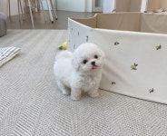 시원애견 부산명지점