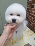 더 도도하개