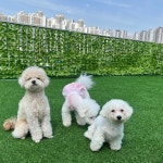 등교하댕 애견유치원 & 교육센터