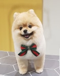 더펫살롱