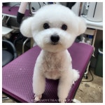 로즈메리펫뷰티샵