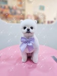 강아지집미용실