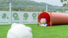 가평 댕댕이 애견 펜션 블루
