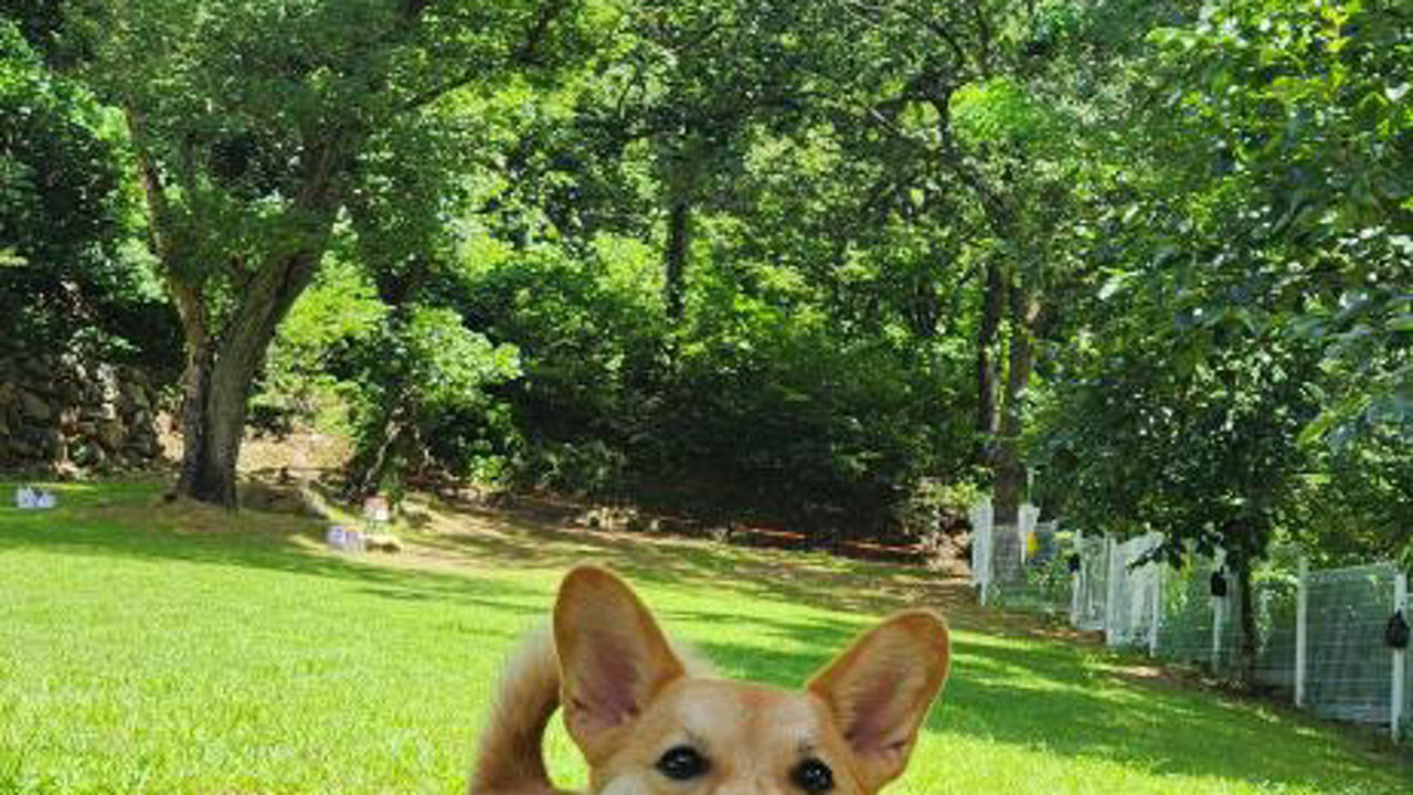 카프리초