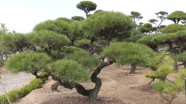 한국건설조경