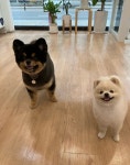 토리멍