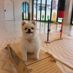 해피멍데이 강아지호텔 애견호텔