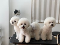 토비네살롱