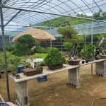 힐링팜 보리뜰 분재원