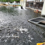 주덕양어장식당