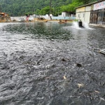 주덕양어장식당