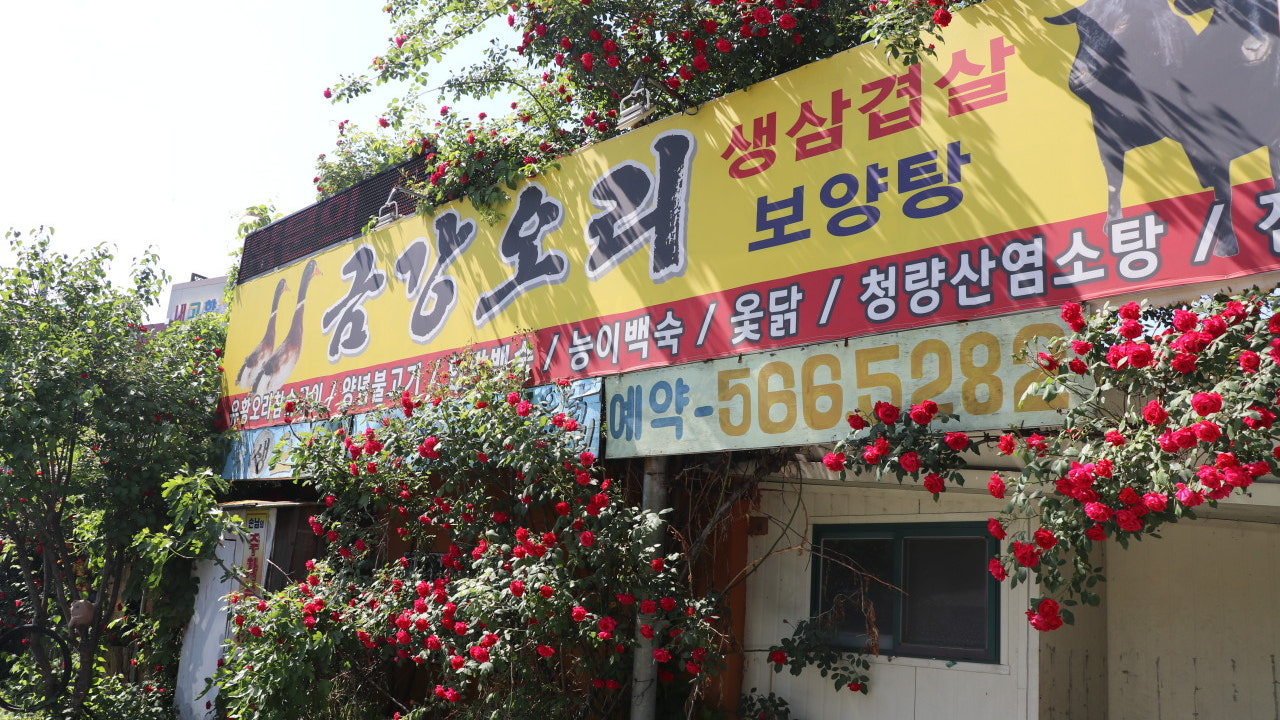 금강오리