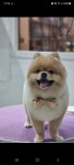 더펫살롱