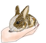 리틀쥬동물병원