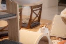 야옹아놀자캣카페 동성로점