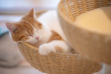 야옹아놀자캣카페 동성로점