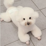 애견미용 꽃개미용실