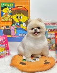 펫 살롱 딩펫 고운점
