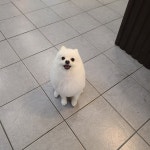 애견미용 꽃개미용실