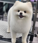 JJ펫살롱