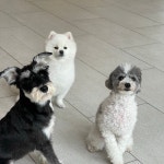 털로덮인친구들 대구수성못점