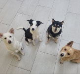 털로덮인친구들 대구수성못점