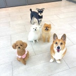 털로덮인친구들 대구수성못점