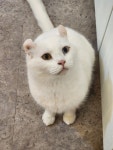 캠핑고양이 선릉점