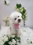 몽실펫