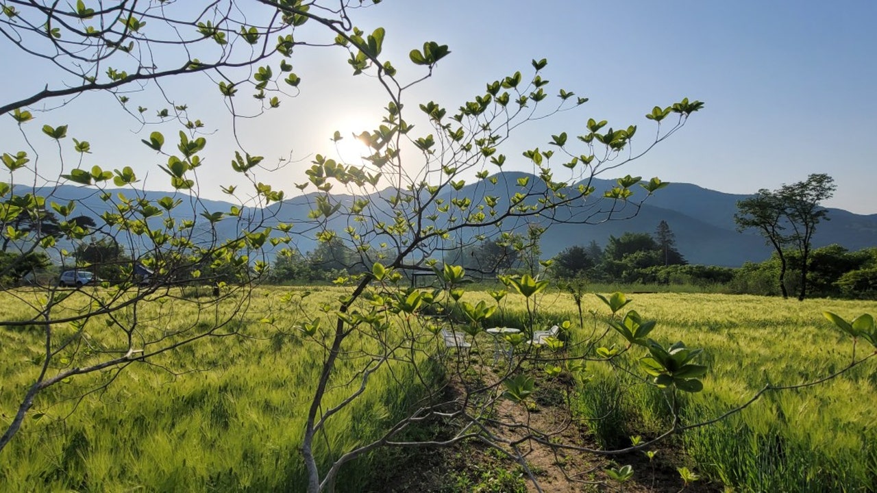카페보리