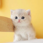 의정부고양이분양 나비캣