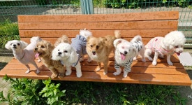 개스트룸 애견호텔&애견유치원