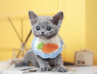 의정부고양이분양 나비캣