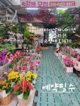 솔플라워