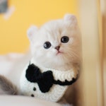 의정부고양이분양 나비캣