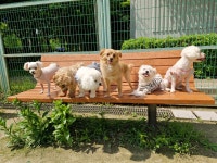 개스트룸 애견호텔&애견유치원