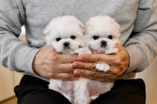 미니퍼피 가정견사 전주직영점