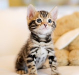 의정부고양이분양 나비캣