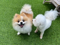 애견유치원&놀이방 미뇽