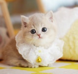 의정부고양이분양 나비캣