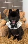 견공간샵