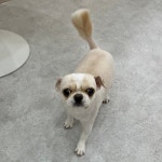 영주애견미용실 여기오개